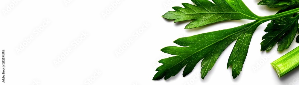 Obraz premium Fresh Parsley Bunch on White Surface for Culinary Preparation and Flavor Enhancing Ingredients