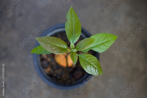 Close up growth of avocado seedlings