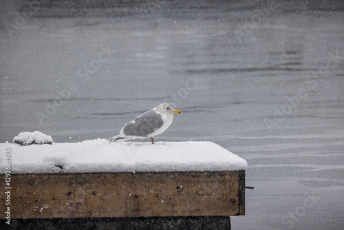 Seagull waiting on a dock during a snow storm