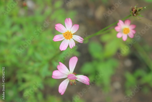 pink and white kenikir flowers