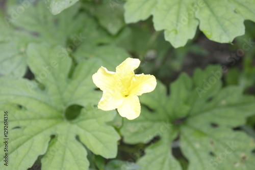 the flowers of bitter melon are bright yellow