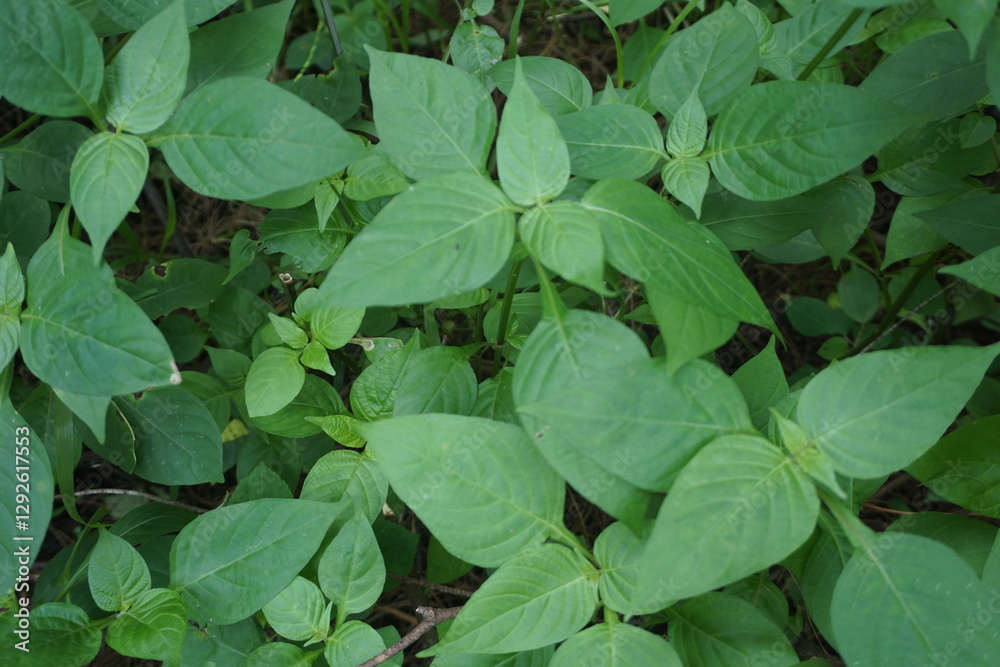 A dense cluster of green leaves covering the forest floor, thriving in rich soil and natural light. The plants grow in harmony, creating a fresh and vibrant landscape. A dense cluster of green leaves covering the forest floor, thriving in rich soil and natural light. The plants grow in harmony, creating a fresh and vibrant landscape.