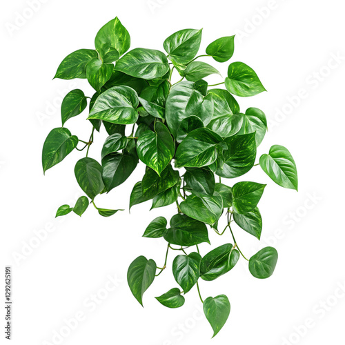 A Lush Green Pothos Plant with Trailing Vines Isolated on Transparent Background