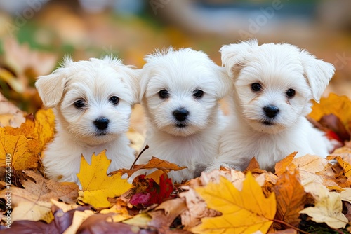 Three adorable Maltese puppies nestled amongst vibrant autumn leaves, showcasing their fluffy white fur and endearing expressions in a picturesque outdoor setting.