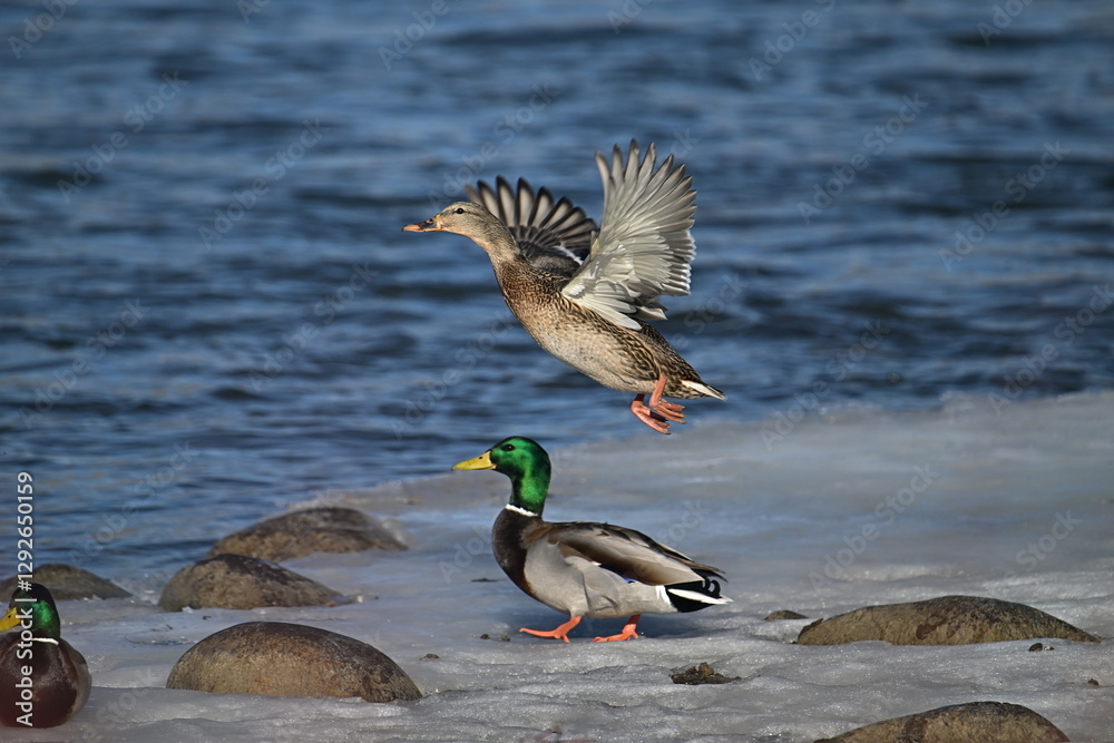 ducks on the water, winter river, Mallard, take up ducks on the water, winter river, Mallard, take up