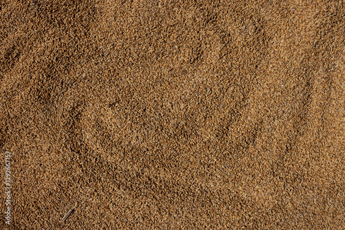 Closeup threshed paddy rice. Paddy background. Paddy.Paddy on surface.