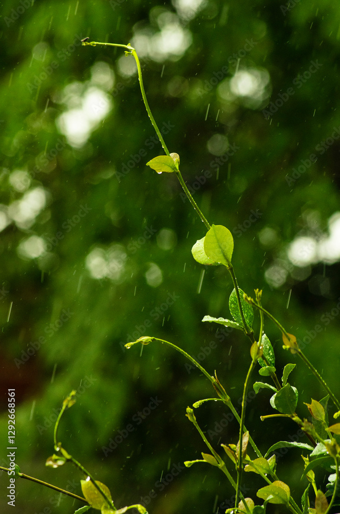 Lluvia Lluvia