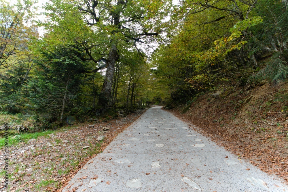 Fototapeta premium A concrete and stone road runs through a forest with trees on both sides and leaves on the ground in autumn.