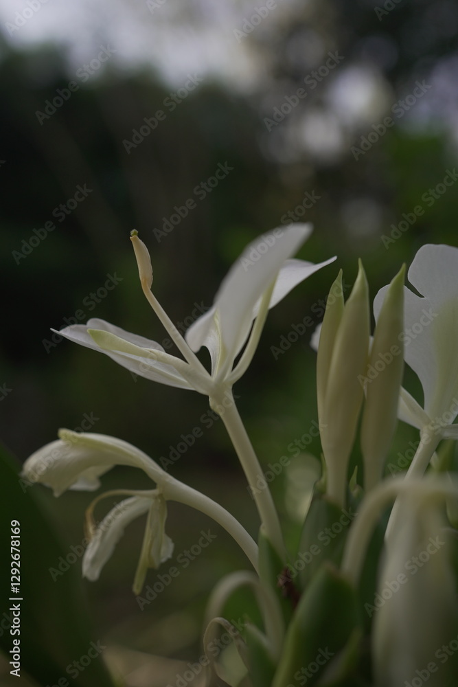 Obraz premium lily of the valley in the forest