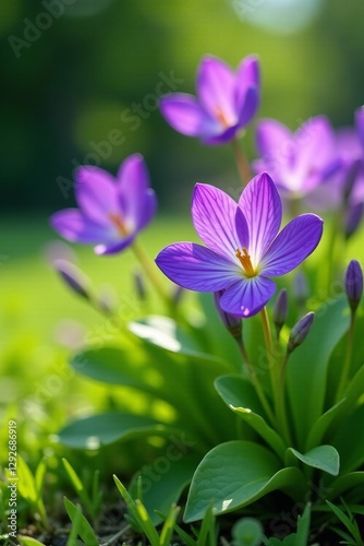 Beautiful violet flowers blossoming with fresh green leaves in a peaceful garden setting, floral arrangement, close-up