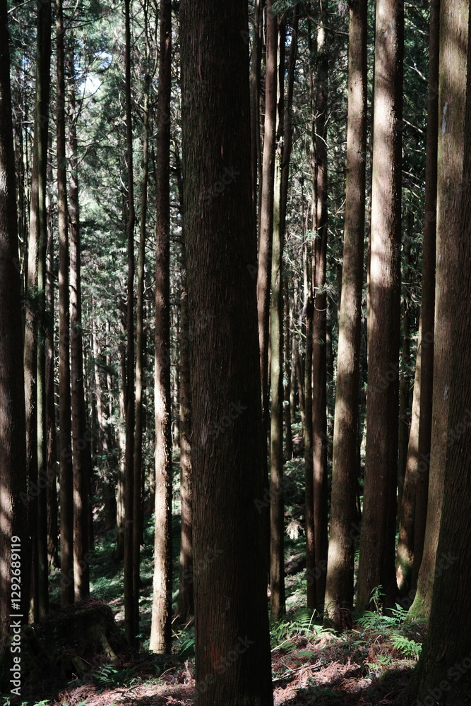 Fototapeta premium Sunlight Filtering Through Trees Over Forest Stream – Serene Woodland View