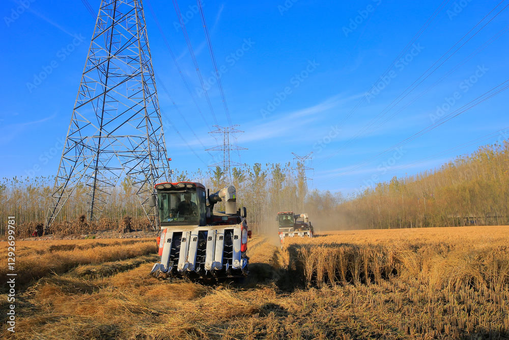 Obraz premium The rice field harvester is working