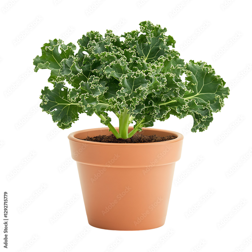 A Small Potted Kale Plant with Light Green Curly Leaves Isolated on Transparent Background A Small Potted Kale Plant with Light Green Curly Leaves Isolated on Transparent Background