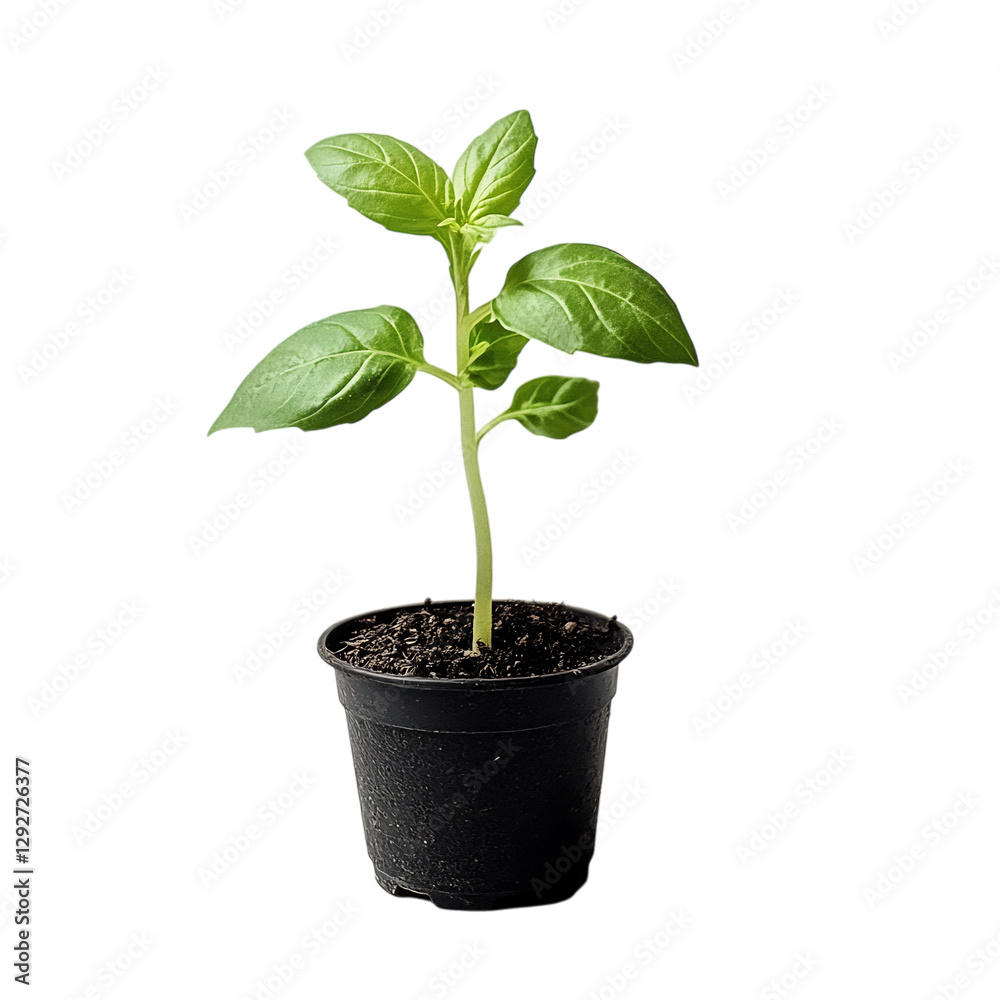A Small Potted Basil Plant with Fresh Green Leaves Isolated on Transparent Background A Small Potted Basil Plant with Fresh Green Leaves Isolated on Transparent Background