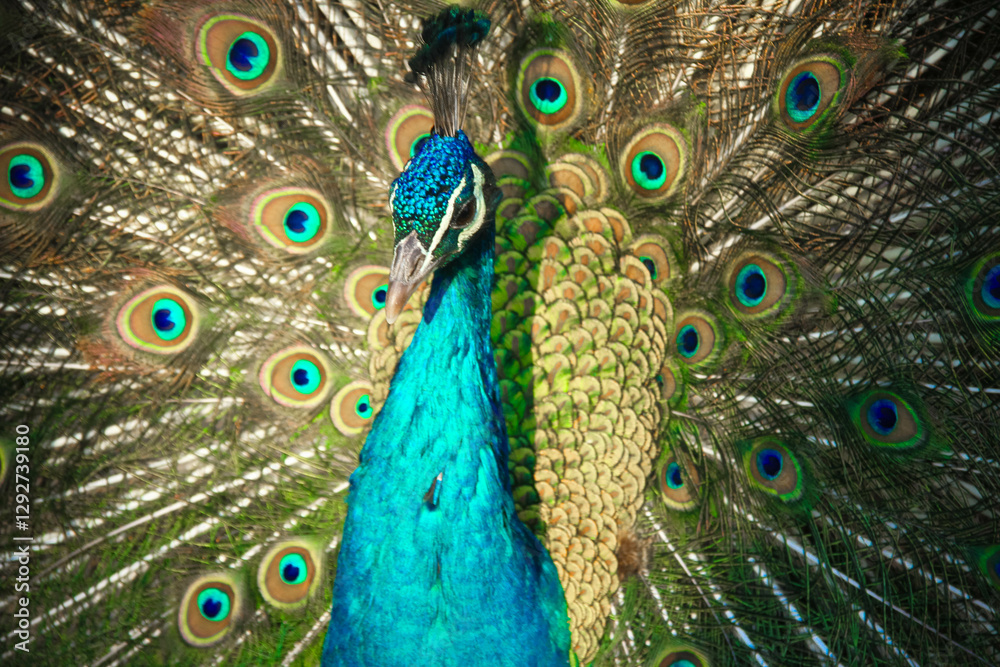 Obraz premium peacock with feathers