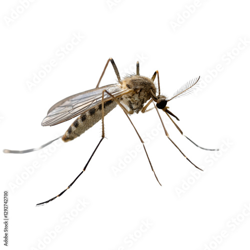 mosquito Isolated Trasnparent Background, Png Isolated, Trasnparent Background