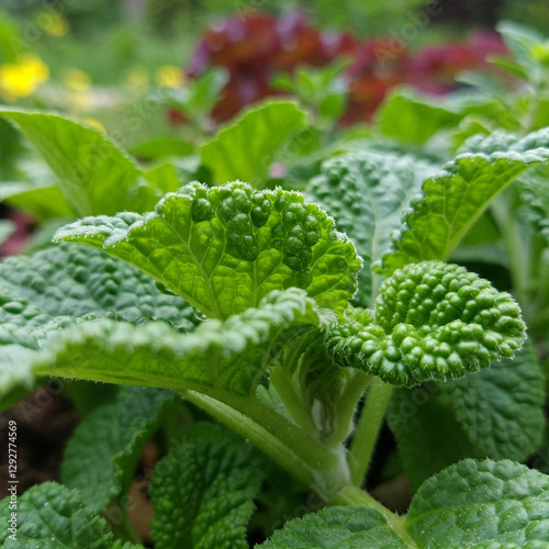  A Korean Herb with Amazing Health Benefits Gomchwi, also known as Gom-Bo-Bae-Chu in Korean, is a biennial herb with unique bumpy leaves.  photo