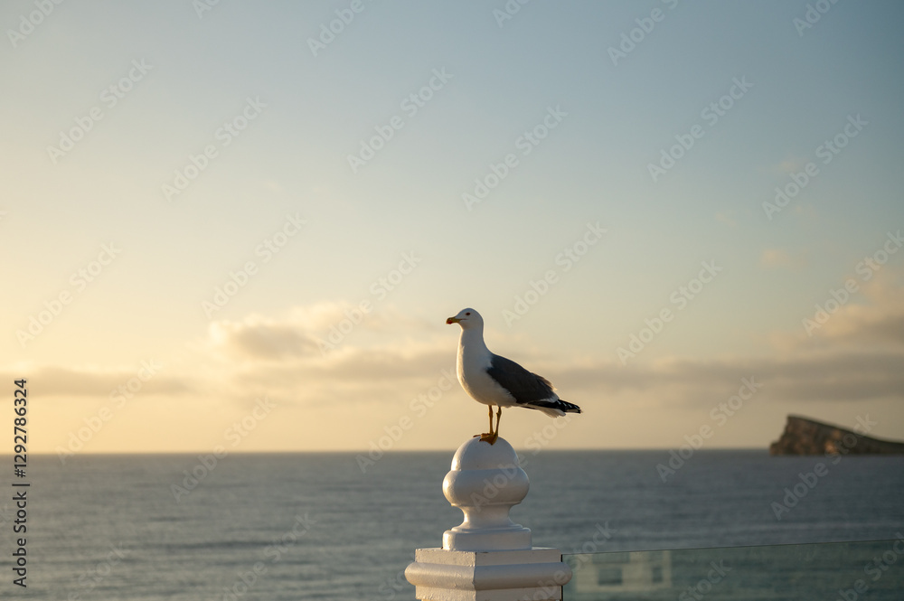 Seagull at dawn in the resort town of Benidorm in Spain
