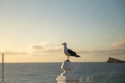 Obraz na płótnie Seagull at dawn in the resort town of Benidorm in Spain w salonie