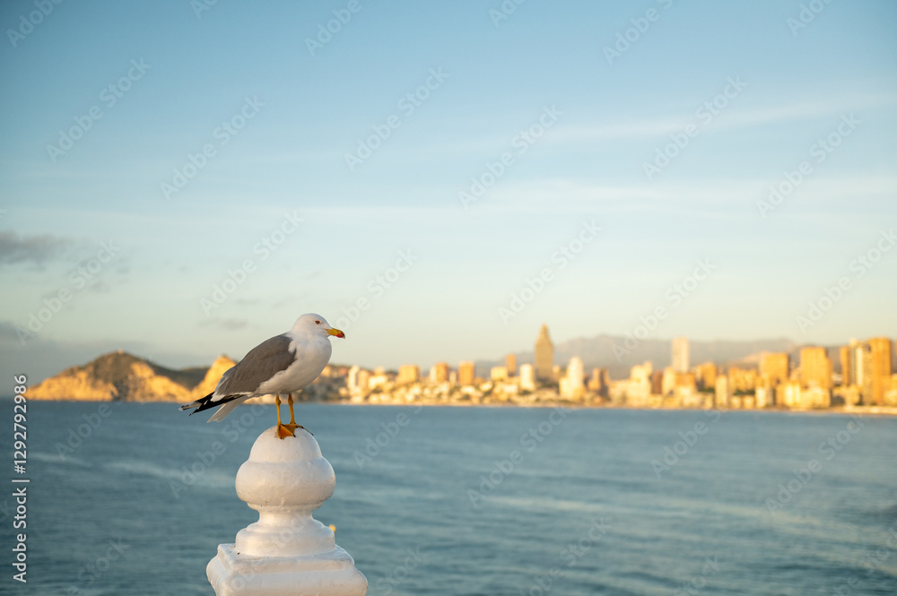 Seagull at dawn in the resort town of Benidorm in Spain