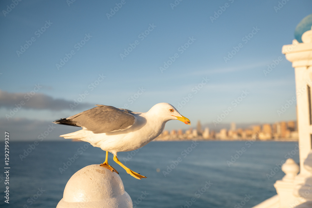 Seagull at dawn in the resort town of Benidorm in Spain