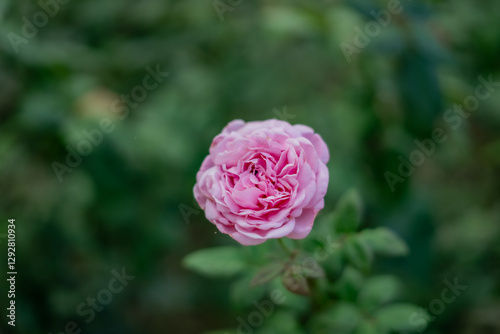 Rose, red, pink, red flower photo