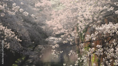 満開の桜並木