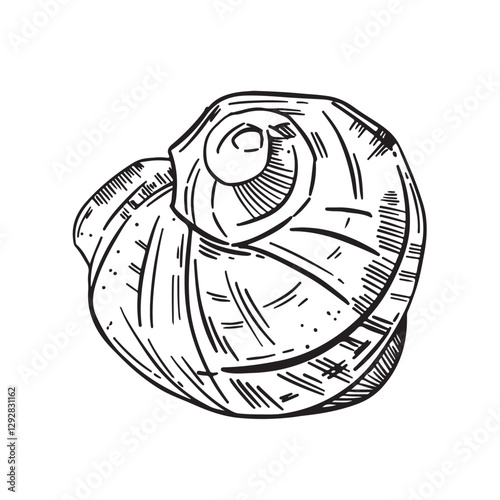 spiral seashell sketch, hand drawing, vector illustration isolated on white. Summer vacation illustration. underwater world