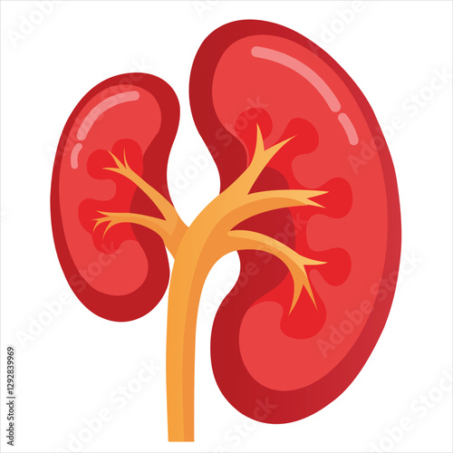 Detailed Human Kidney Illustration on White