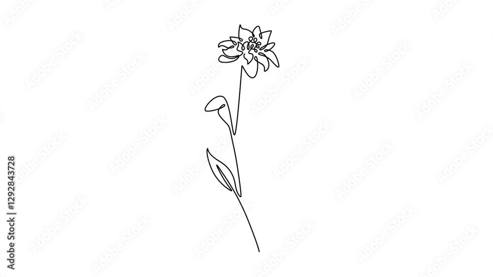 Animated self drawing of continuous line draw beauty and exotic mountain edelweiss flower logo icon. Decorative leontopodium plant for home wall decor art poster print. Full length one line animation