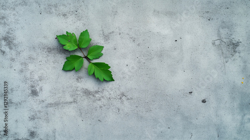 Green Leaf on Concrete: A v...
