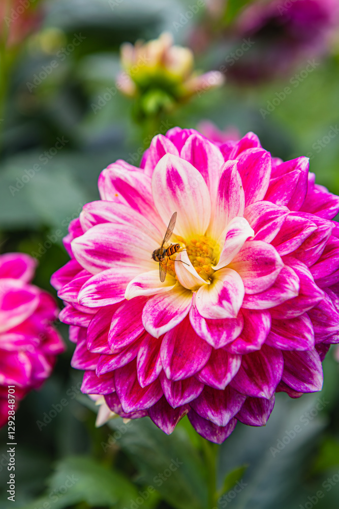 Fototapeta premium Honey bee gathers nectar from vibrant pink dahlia flower in spring garden