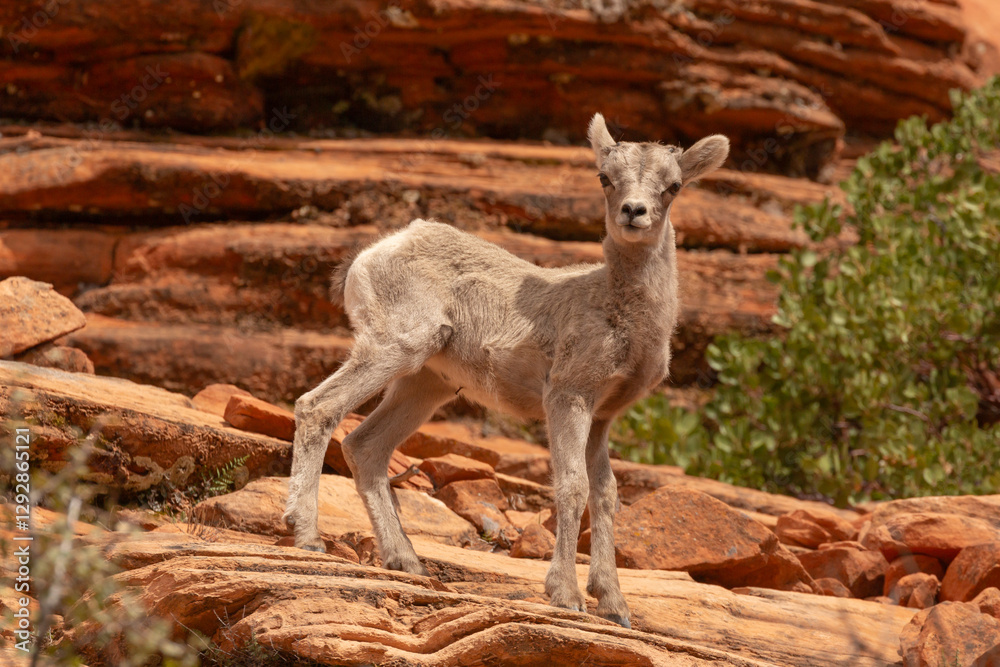 A Desert Bighorn lamb stands on a ledge of red sandstone with a green manzanita bush in the background on a sunny spring day on the east side of Zion National Park Utah USA. A Desert Bighorn lamb stands on a ledge of red sandstone with a green manzanita bush in the background on a sunny spring day on the east side of Zion National Park Utah USA.