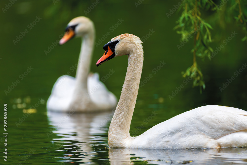 Couple mute swan. Cygnets on summer day in calm water. Bird in the nature habitat Couple mute swan. Cygnets on summer day in calm water. Bird in the nature habitat