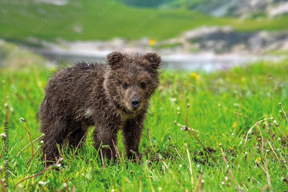 Bear cub on the summer meadow. Ursus arctos in grass with yellow flowers on mountain and lake background Bear cub on the summer meadow. Ursus arctos in grass with yellow flowers on mountain and lake background