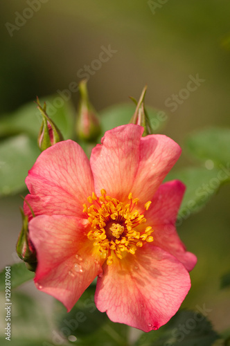 Orange Flower of Rosa Yann Arthus-Bertrand Covered with Water Drops