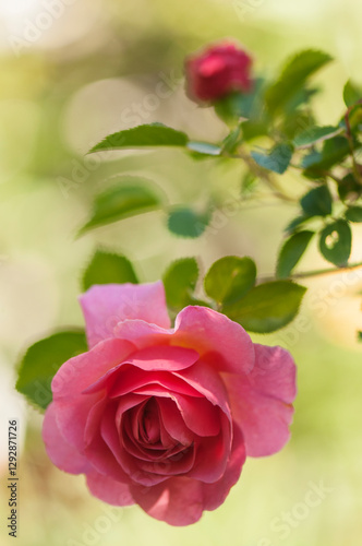 Bright Pink Rose Flower Lilian Austin, Sunlit Background