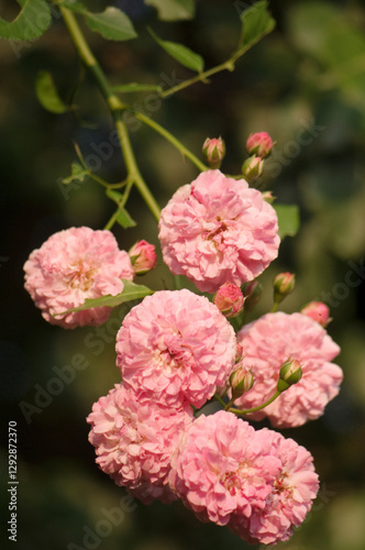 Fragrant Hybrid Perpetual Rose Jacques Cartier Blossoming Branch