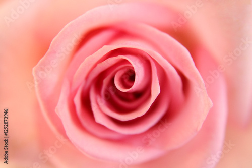 Pink Rose Flower Eye Close-up