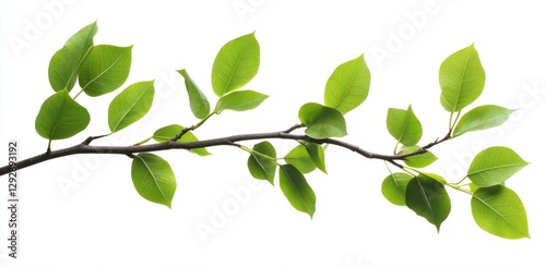 A branch with green leaves, isolated on a white background