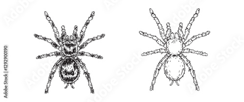 Drawing of Spider - hand sketch of insect, black and white illustration, Drawing, Art, Bug, Vintage Logo, Halloween, Witch