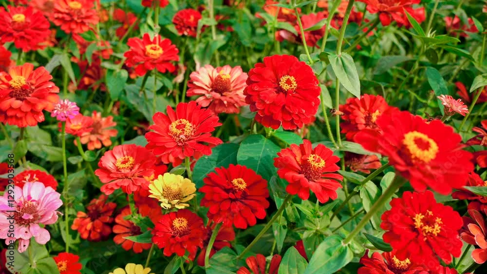 Vibrant graceful red zinnias bloom under sun swaying in wind Vibrant graceful red zinnias bloom under sun swaying in wind