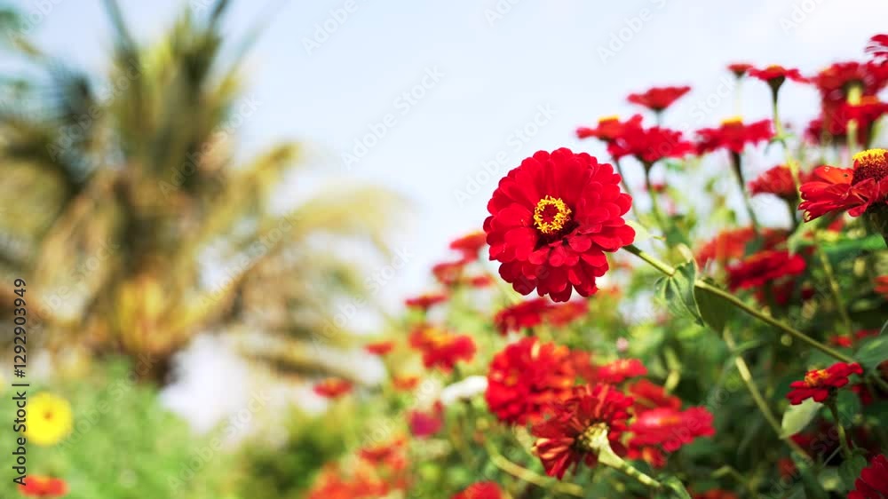 Red flowers in full bloom with bright stems and leaves. Red flowers in full bloom with bright stems and leaves.