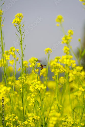 Bee Pollinating Mustard Flowers – A Springtime Scene