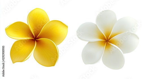 The image shows two Plumeria flowers isolated on a white background. Frangipani Design Element