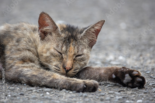 stray cat, alley cat