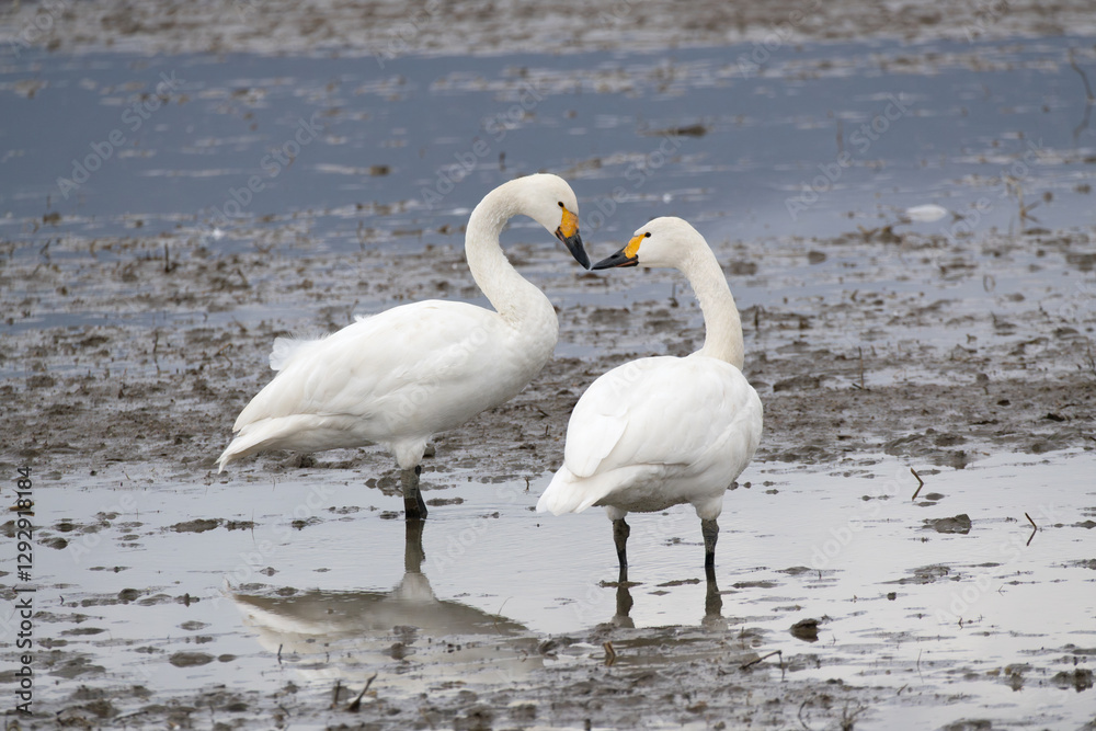Obraz premium Tundra swans greet each other with their beaks. It looks heart-shaped. They came from Siberia to spend the winter in Japan.