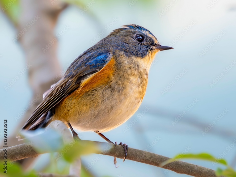 Fototapeta premium 森の中の木陰で枝に留まって周りを見渡しているルリビタキの雄