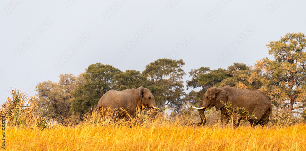 Φωτογραφία Telephoto shot of two giant African Elephant -Loxodonta Africana- grazing on the banks of the Okavango Delta in Botswana