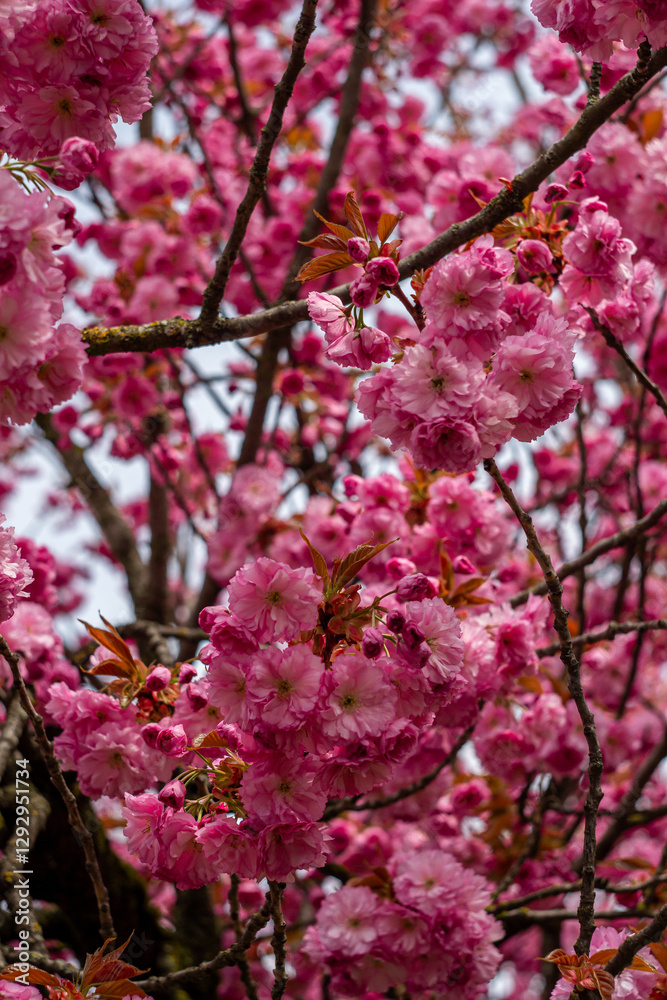 Sakura branches strewn with pink blooming flowers Sakura branches strewn with pink blooming flowers